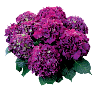 Red BeautyLila